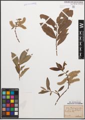 Foto von Salix caprea L. x Salix purpurea L.